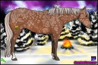 Horse Color:Silver Bay Ice Sabino