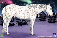 Horse Color:Silver Bay Ice Tobiano Appaloosa
