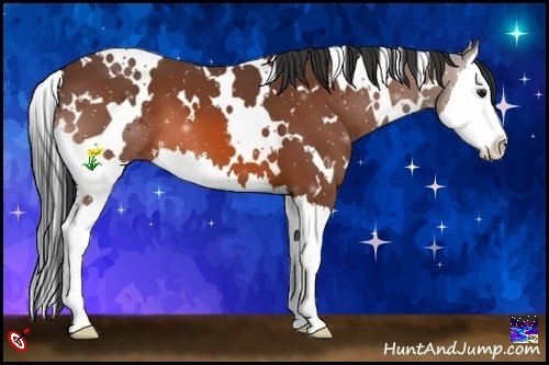 Horse Color:White Spotted Bay Splash