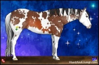 Horse Color:White Spotted Bay Splash 