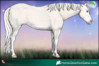 Horse Color:Cremello Ice Sabino Splash