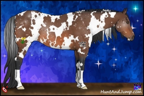 Horse Color:White Spotted Bay 