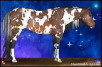 Horse Color:White Spotted Bay