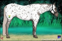 Horse Color:Silver Black Appaloosa 