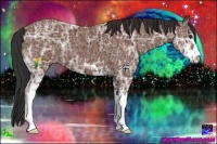 Horse Color:Bay Ice Sabino 