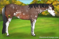 Horse Color:Bay Sabino 
