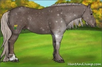 Horse Color:Silver Black Sabino 