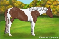 Horse Color:Chestnut Tobiano