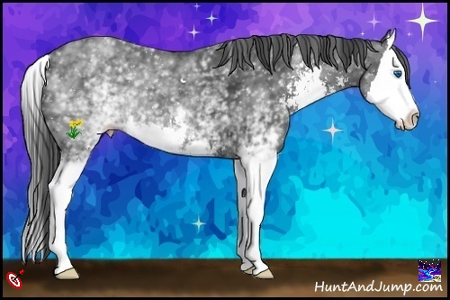 Horse Color:White Spotted Smoky Black Sabino Splash 