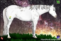 Horse Color:Silver Black Ice Sabino 