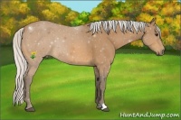 Horse Color:Silver Buckskin 