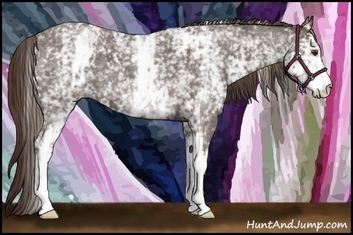 Horse Color:White Spotted Liver Red Roan