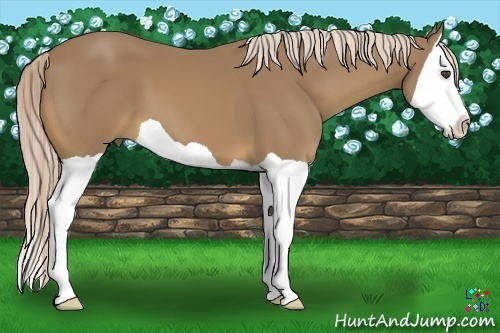 Horse Color:Palomino Splash 