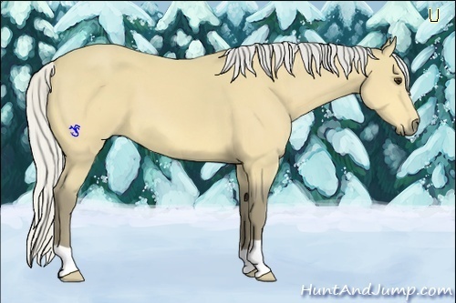 Horse Color:Silver Buckskin 