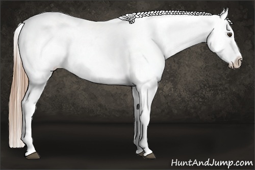 Horse Color:Liver Chestnut Sabino Splash Blanket Rabicano 