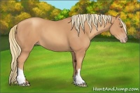 Horse Color:Gold Champagne 