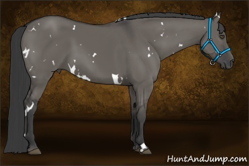 Horse Color:White Spotted Grullo