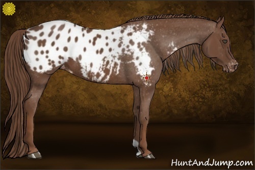 Horse Color:Chestnut Appaloosa