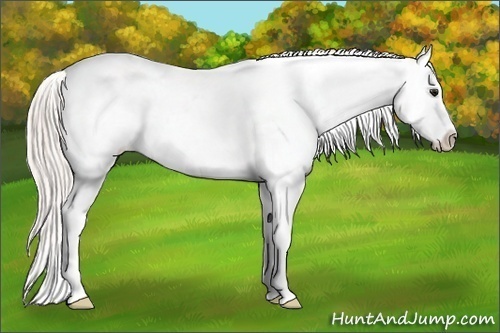 Horse Color:Silver Bay Appaloosa