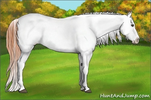 Horse Color:Buckskin Roan Appaloosa
