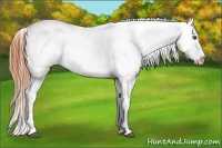 Horse Color:Buckskin Roan Blanket