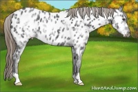 Horse Color:Smoky Black Ice Appaloosa
