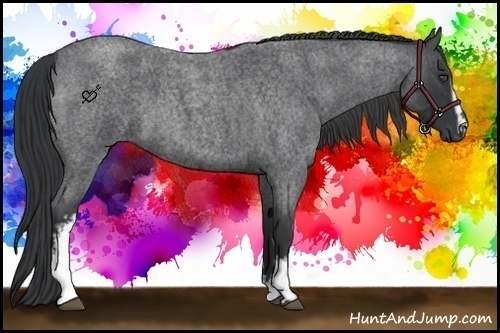 Horse Color:White Spotted Blue Roan 