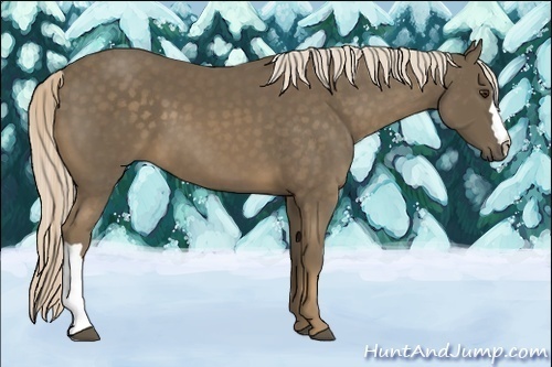 Horse Color:Chocolate Palomino 