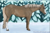 Horse Color:Chocolate Palomino 