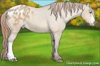 Horse Color:Amber Cream Champagne Varnish 