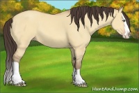Horse Color:Amber Champagne Dun Splash 