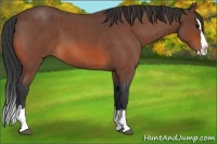 Horse Color:Bay Roan Splash