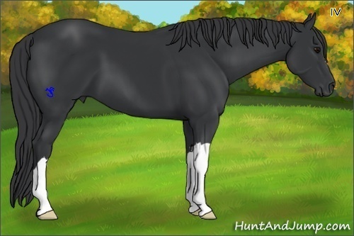 Horse Color:Black 