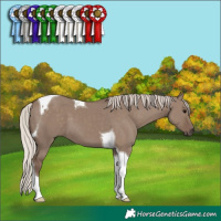 Horse Color:Silver Grullo Tobiano 