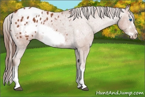 Horse Color:Bay Sabino Splash Frame Blanket Rabicano