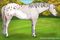 Horse Color:Bay Sabino Splash Frame Appaloosa Rabicano