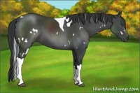 Horse Color:White Spotted Black Tobiano 