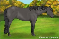 Horse Color:Black Sabino 