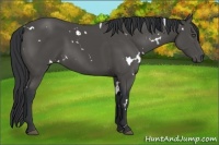 Horse Color:White Spotted Black Sabino