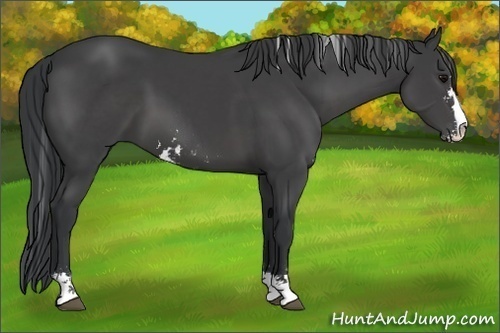 Horse Color:Black Sabino 