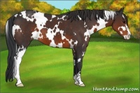 Horse Color:White Spotted Brown Sabino