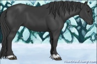 Horse Color:Smoky Black 