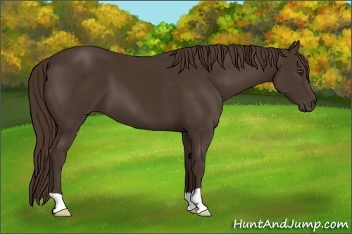 Horse Color:Liver Chestnut 
