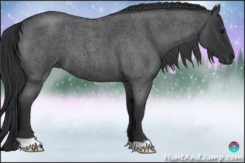 Horse Color:Blue Roan 