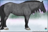 Horse Color:Blue Roan 