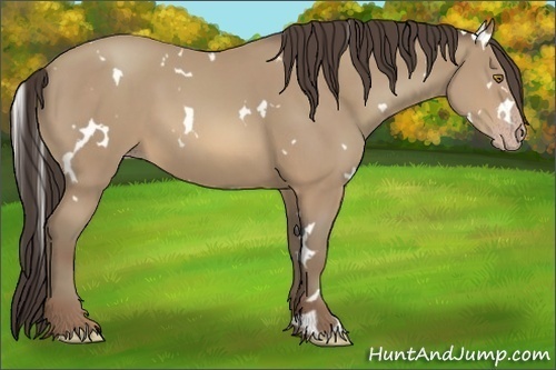 Horse Color:White Spotted Sable Cream Champagne