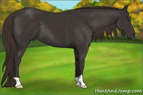 Horse Color:Liver Chestnut 