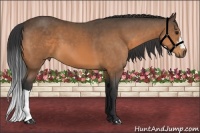 Horse Color:Buckskin 