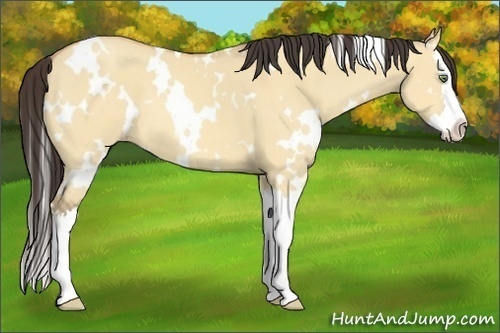 Horse Color:White Spotted Amber Champagne Dun Splash 