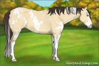 Horse Color:White Spotted Amber Champagne Dun Splash 